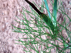 Nanobubon strictum