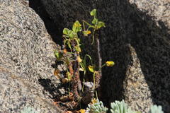 Oxalis megalorrhiza