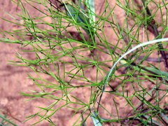 Nanobubon strictum