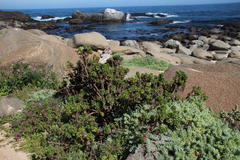 Haplopappus foliosus