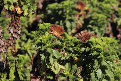 Haplopappus foliosus