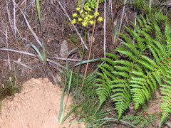 Nanobubon strictum