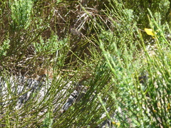 Cytisus scoparius image