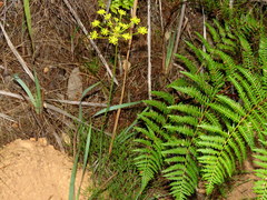 Nanobubon strictum