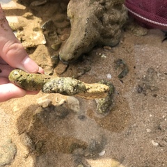 Dolabrifera dolabrifera