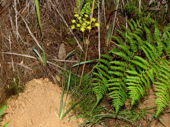 Nanobubon strictum