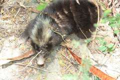 Palawan Stink Badger photo 3