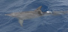 Steno bredanensis