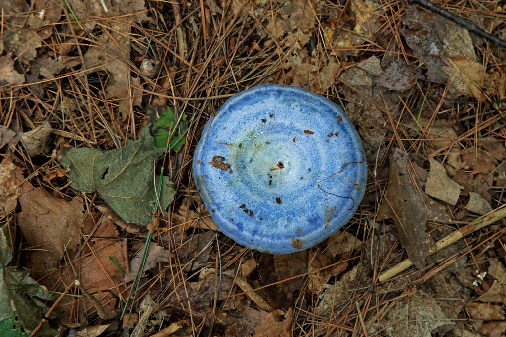 Indigo Milk Cap From Lanark County On Canada On August At