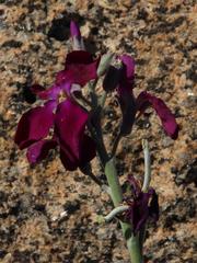 Matthiola incana incana