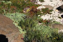 Matthiola incana incana