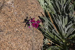 Matthiola incana incana