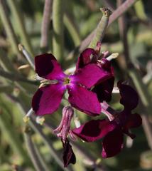 Matthiola incana incana