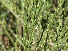 Cytisus scoparius image