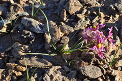 Cyanella ramosissima