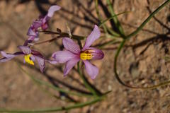 Cyanella ramosissima
