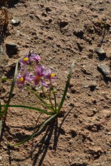 Cyanella ramosissima