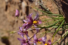 Cyanella ramosissima