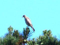 Daptrius chimango chimango