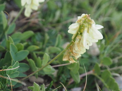 Hedysarum sulphurescens