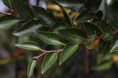 Nothofagus nitida