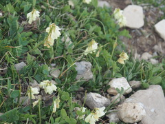 Hedysarum sulphurescens