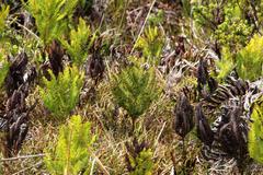Sticherus cryptocarpus