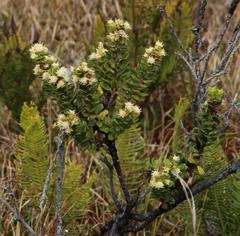 Baccharis patagonica