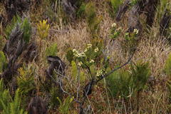 Baccharis patagonica