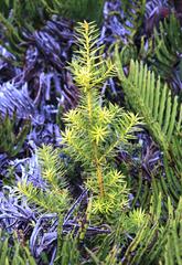 Podocarpus nubigenus