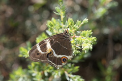 Tisiphone abeona albifascia