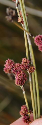 Apodasmia chilensis (Apodasmia chilensis)