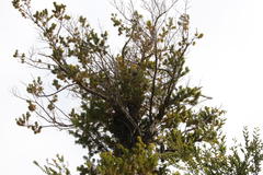 Podocarpus nubigenus