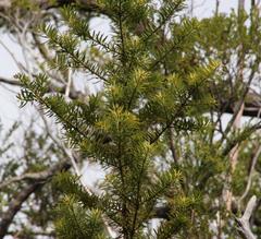 Podocarpus nubigenus