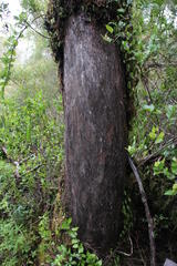 Podocarpus nubigenus