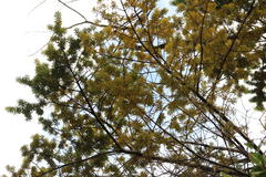 Podocarpus nubigenus