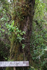 Nothofagus nitida
