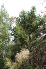 Podocarpus nubigenus