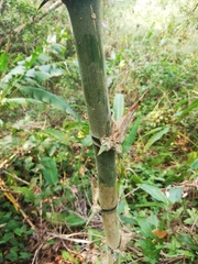 Guadua longifolia