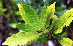 Caldcluvia paniculata