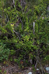 Caldcluvia paniculata