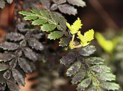 Weinmannia trichosperma