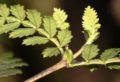 Weinmannia trichosperma