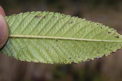 Caldcluvia paniculata