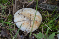 Lactarius piperatus (Lactifluus piperatus)