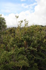 Caldcluvia paniculata