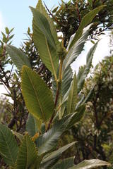 Caldcluvia paniculata