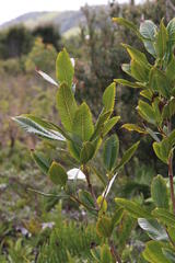 Caldcluvia paniculata