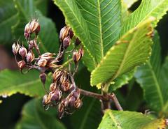 Caldcluvia paniculata