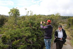 Caldcluvia paniculata